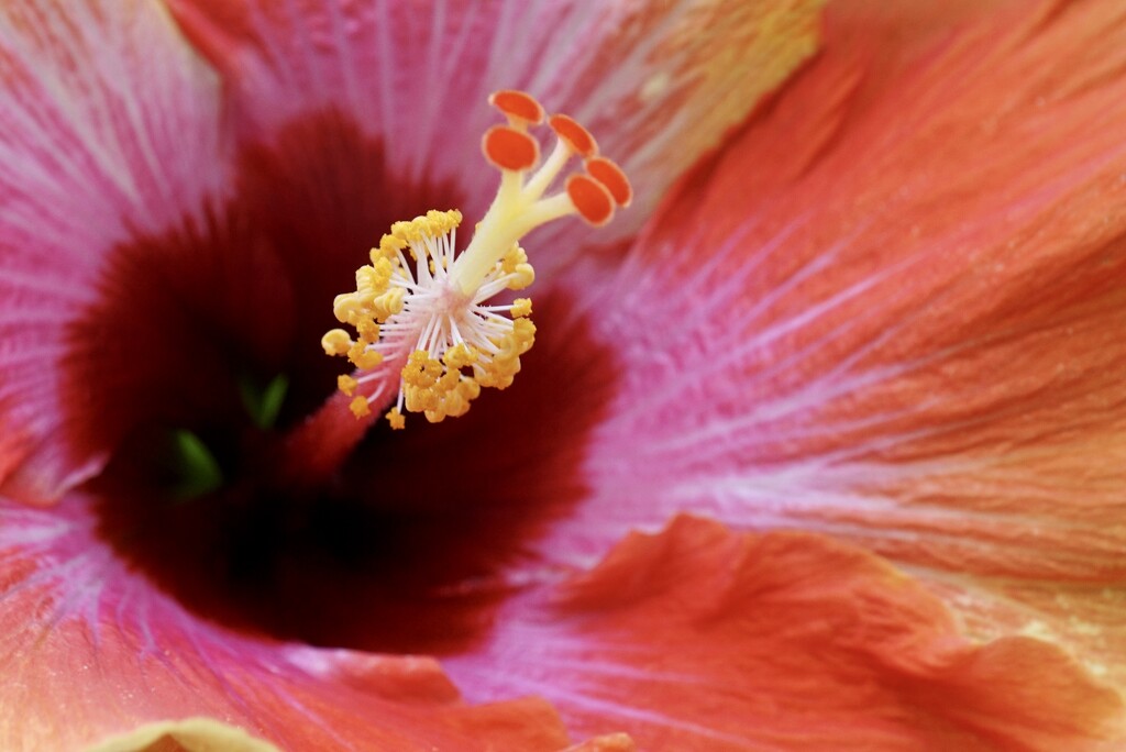 Hibiscus macro by amyk