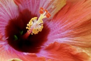 6th Jul 2023 - Hibiscus macro