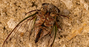 6th Jul 2023 - Different View of the Cicada!
