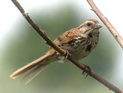 6th Jul 2023 - song sparrow 