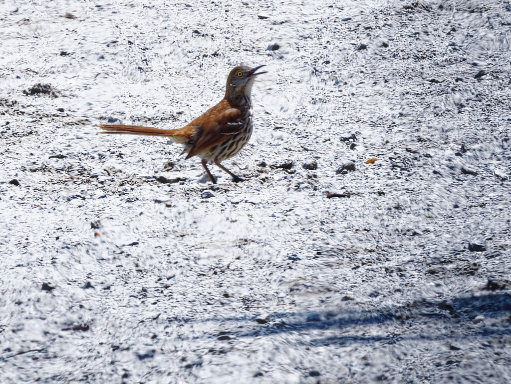 Brown thrasher by rminer
