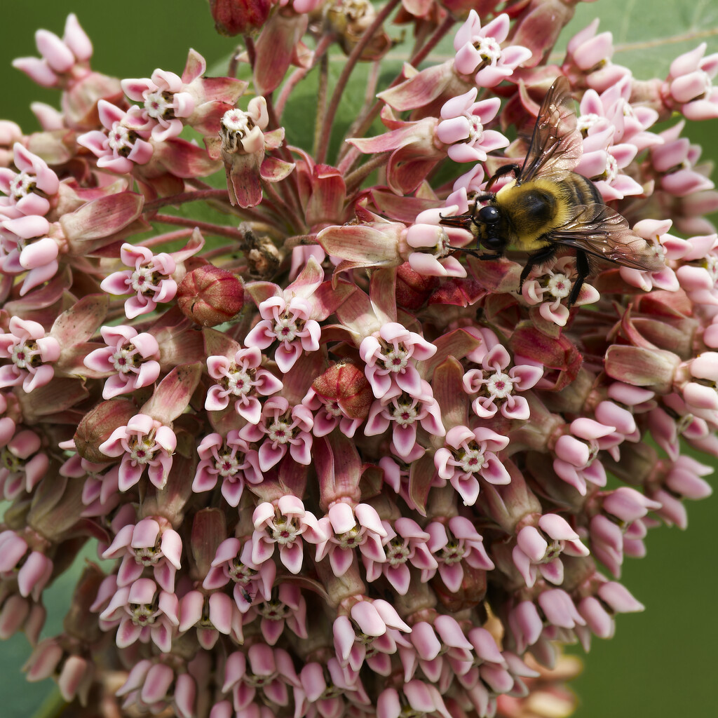 honey bee on milkweed by rminer