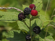 6th Jul 2023 - black raspberry