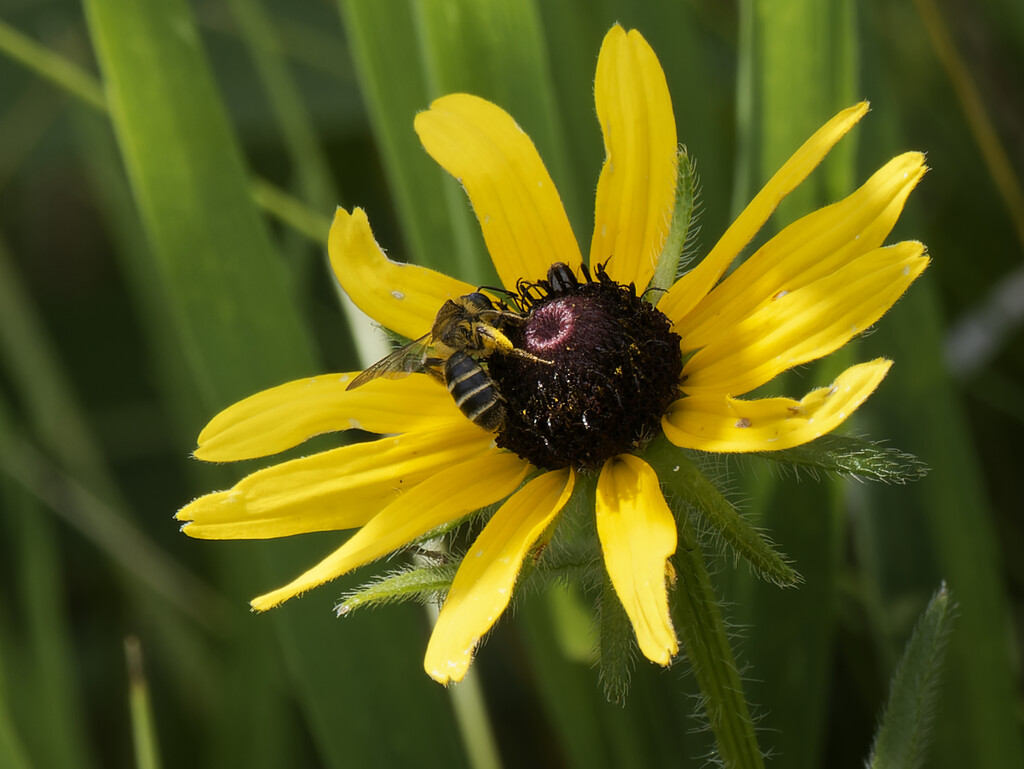 Black-eyed Susan and ligated furrow bee by rminer