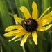 Black-eyed Susan and ligated furrow bee by rminer