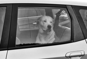 7th Jul 2023 - dogs in cars