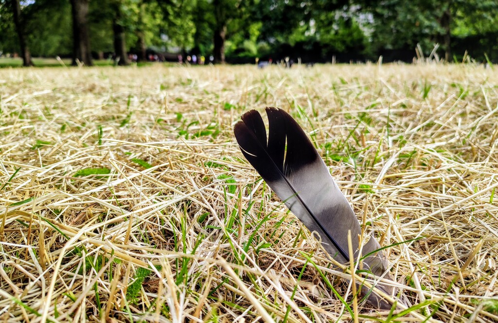 Feather in the grass  by boxplayer