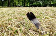 6th Jul 2023 - Feather in the grass 