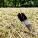 Feather in the grass  by boxplayer