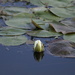 Waterlily Bud by princessicajessica
