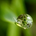 My Universe in a Dew Drop by corinnec