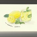 Lemon and flavour for world watercolour month by monikozi