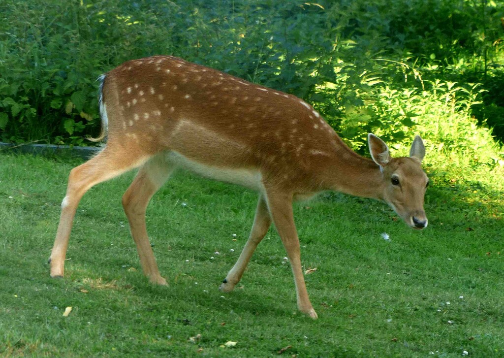 Young Fallow Deer by arkensiel