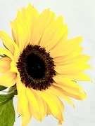 7th Jul 2023 - Sunflower