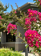 7th Jul 2023 - Crepe Myrtles are blooming