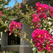 Crepe Myrtles are blooming by shutterbug49