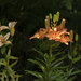 Lilies  by jgpittenger