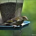 Mr greenfinch by rosiekind