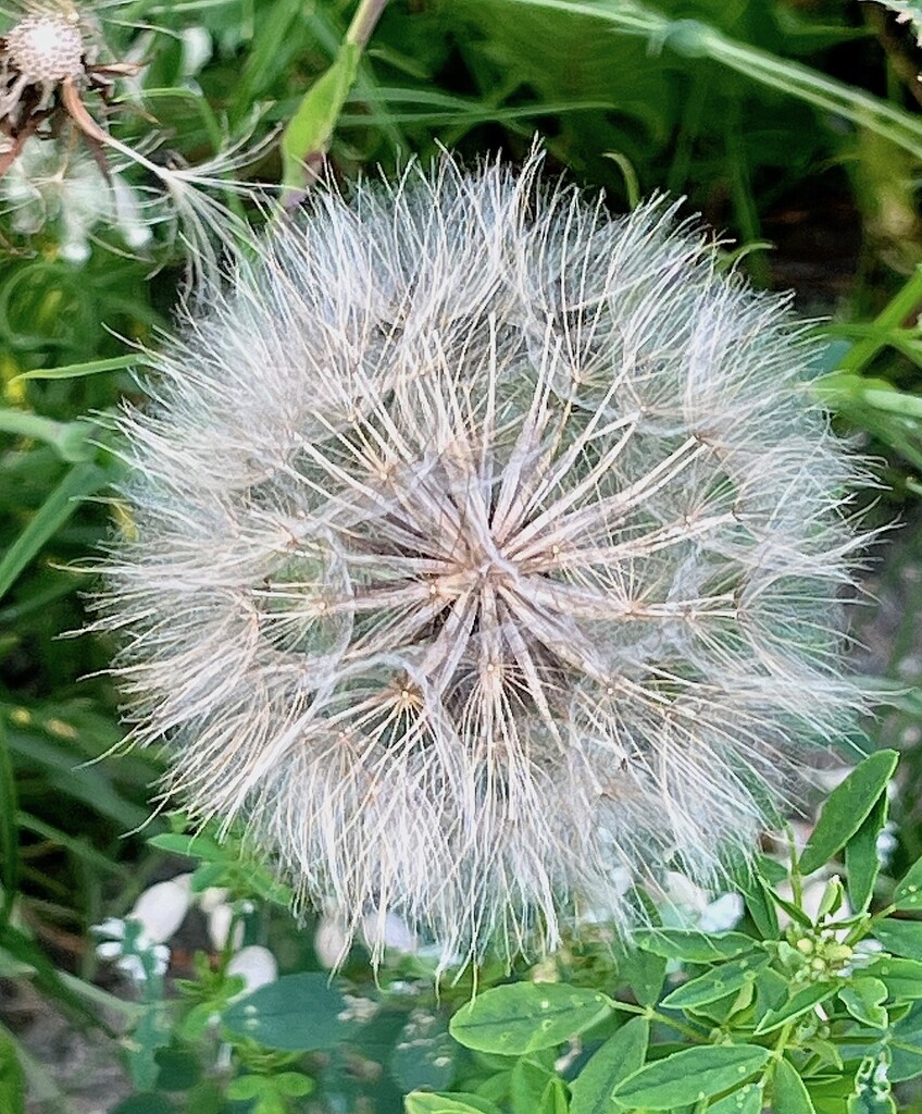 Dandelion by sunnygreenwood