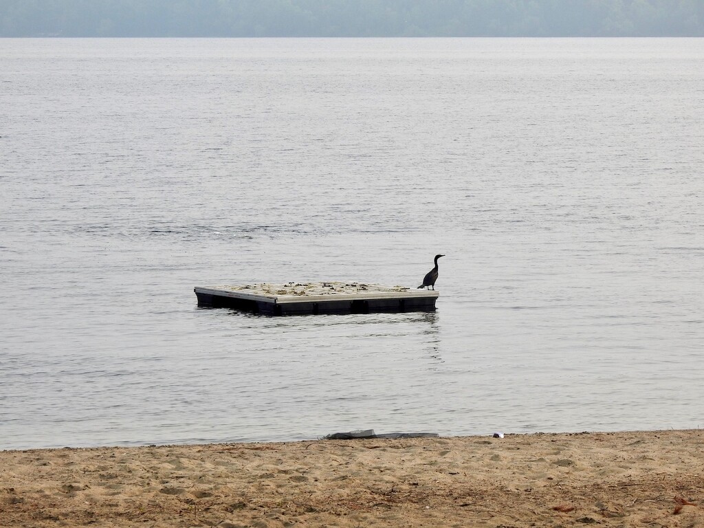 Cormorant by sunnygreenwood