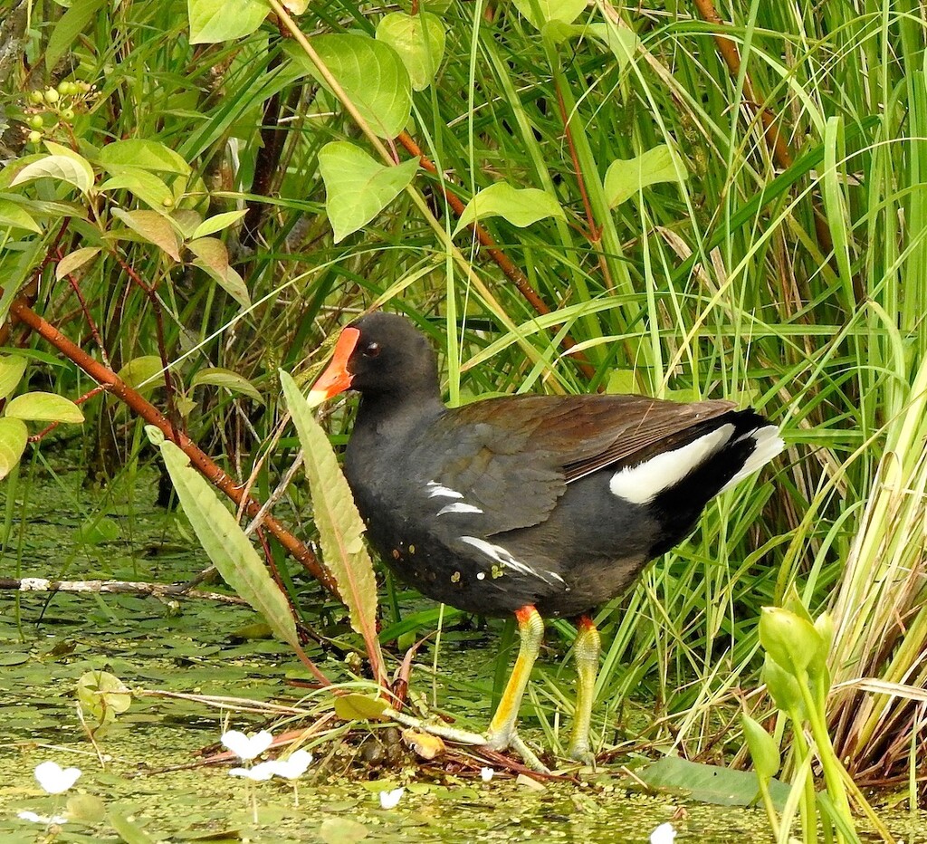 Common Gallinule by sunnygreenwood