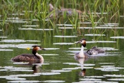 7th Jul 2023 - Great crested grebe