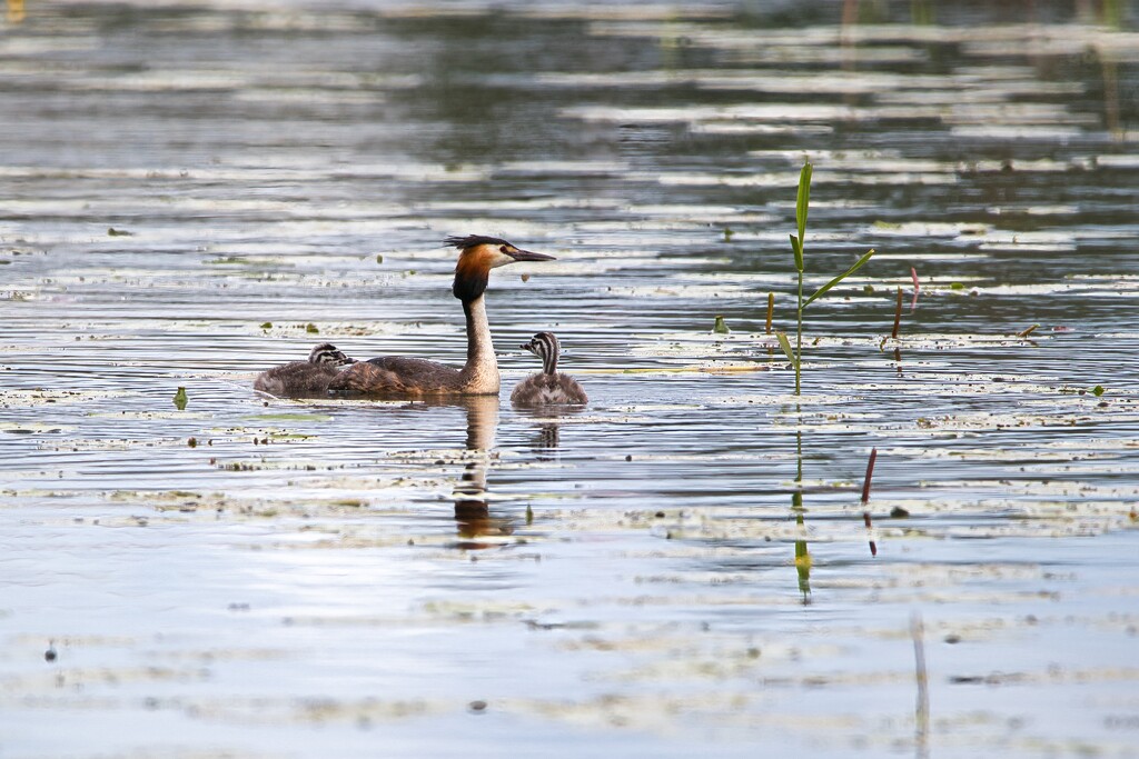 Great crested grebe by okvalle