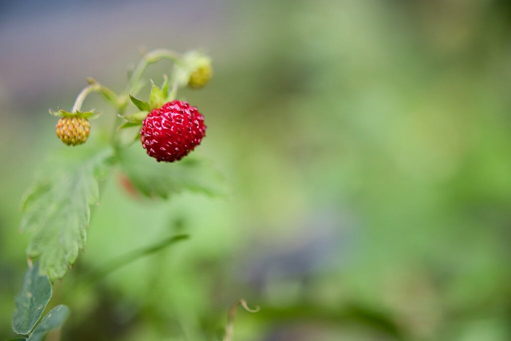 Wild strawberry by okvalle