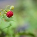 Wild strawberry by okvalle
