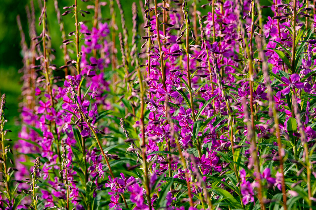 Rosebay Willowherb by lifeat60degrees