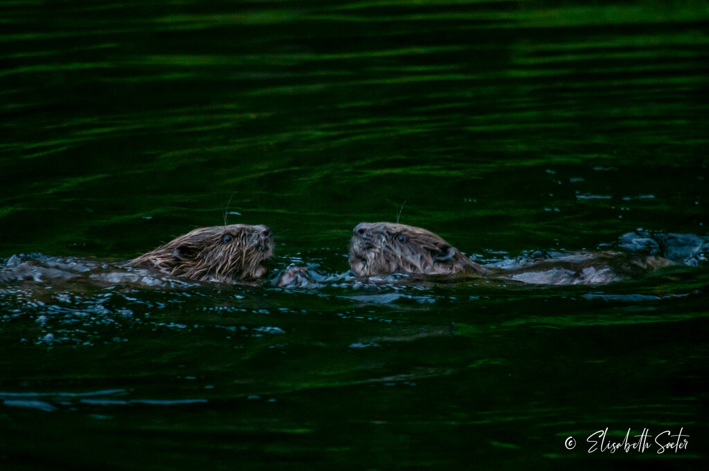 Two beavers by elisasaeter