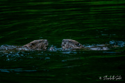 7th Jul 2023 - Two beavers