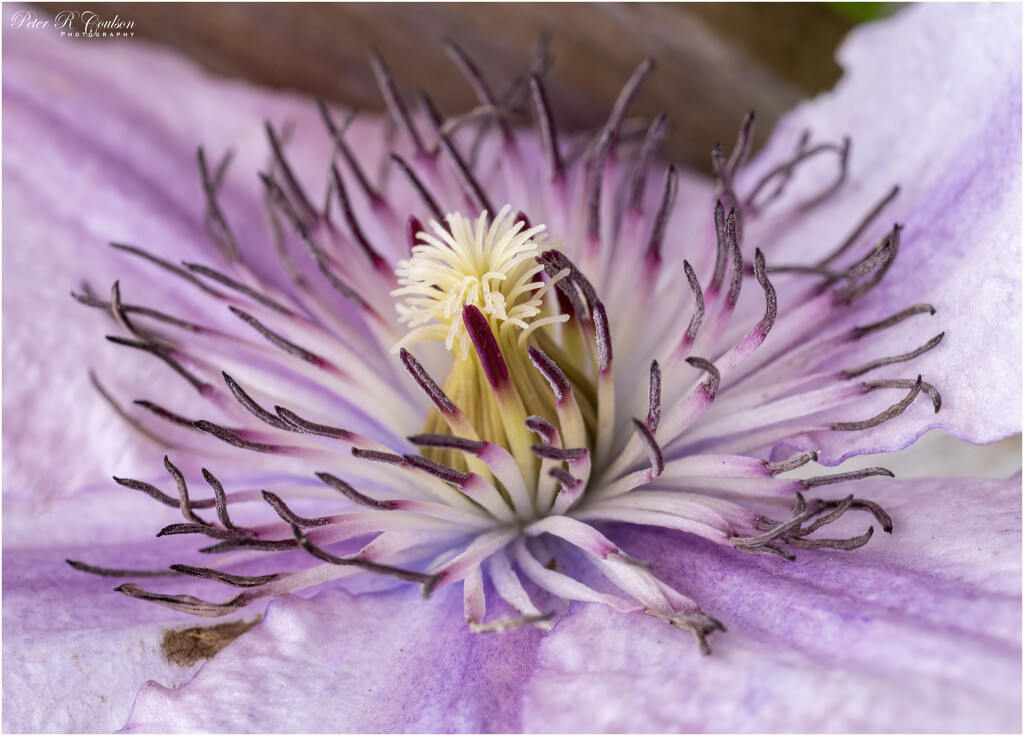 Clematis closeup by pcoulson