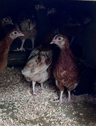 8th Jul 2023 - Settling in our new hyline chickens 