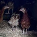 Settling in our new hyline chickens  by Dawn