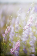 7th Jul 2023 - 7 Delphiniums