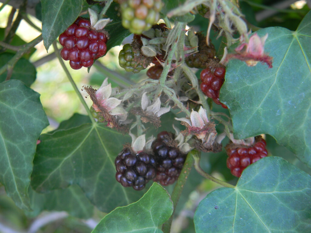 Ripening Blackberries  by sfeldphotos