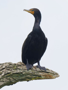 7th Jul 2023 - double crested cormorant 