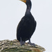 double crested cormorant  by rminer
