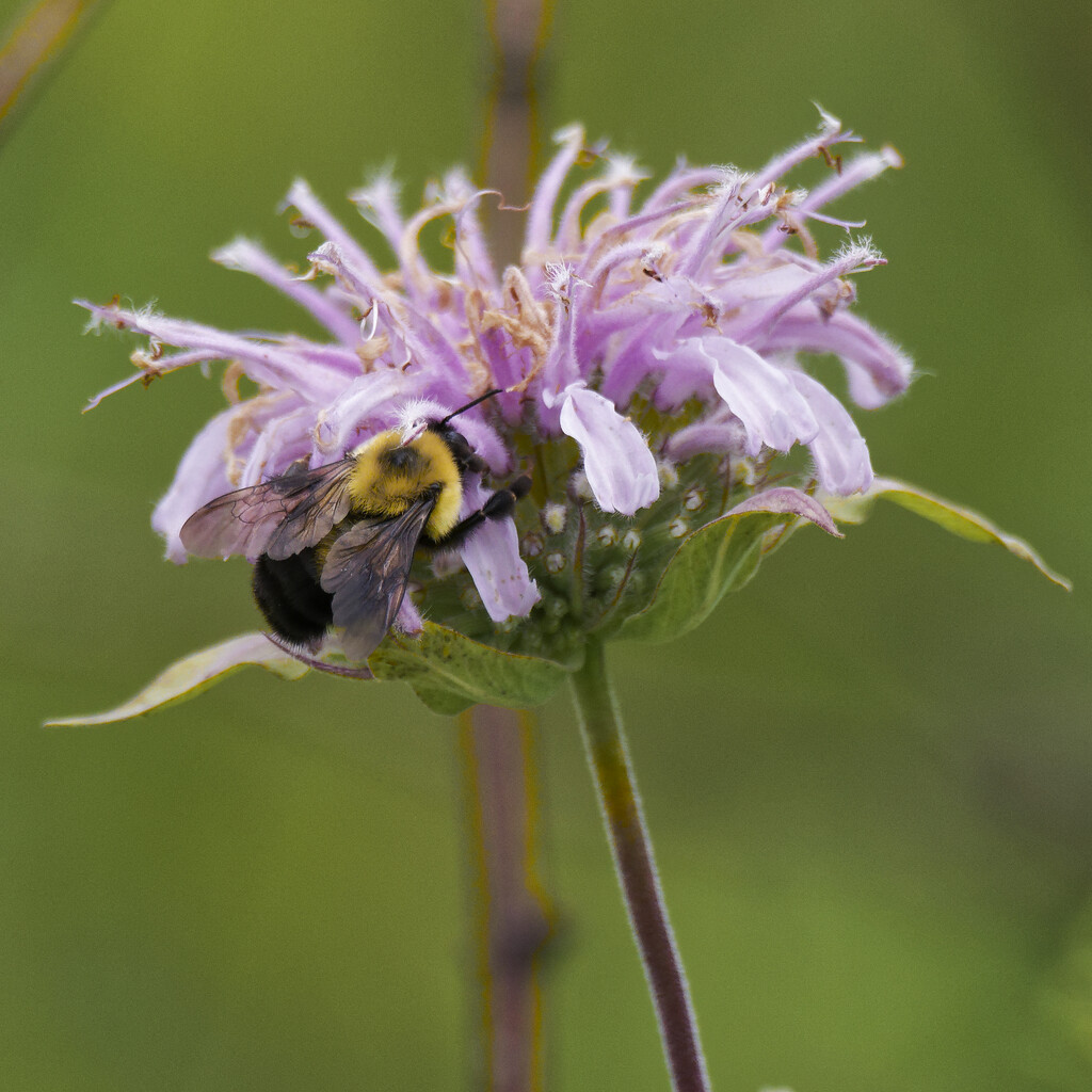 brown-belted bumblebee and wild bergamot by rminer