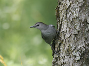 7th Jul 2023 - grey catbird