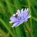 Chicory by sunnygreenwood