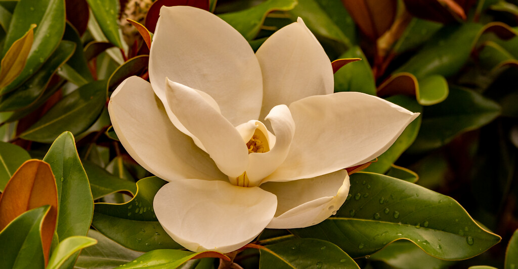 Magnolia Bloom by rickster549