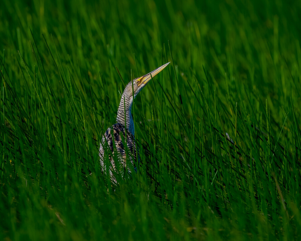 Pinnated Bittern by nicoleweg