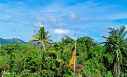 24th Jun 2023 - Jungle Balik Pulau