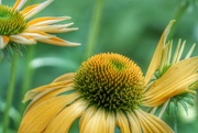 7th Jul 2023 - echinacea 