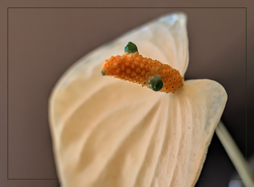 Anthurium mouse ? by ludwigsdiana