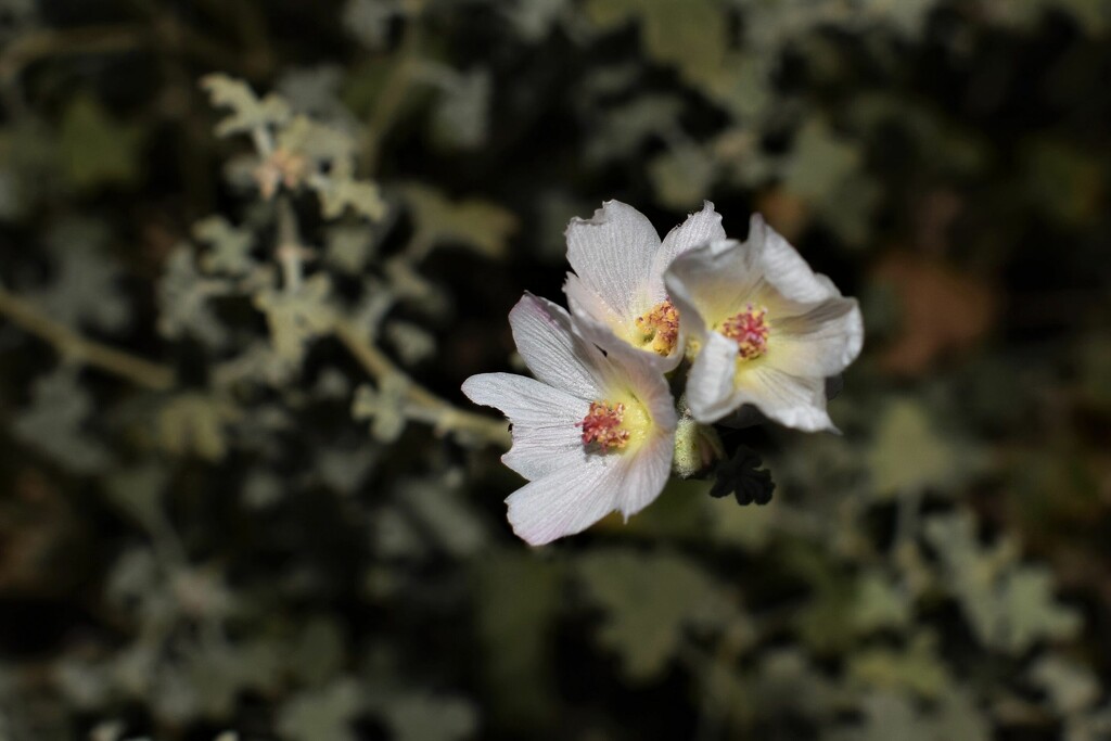 Jul 6 Globemallow by sandlily