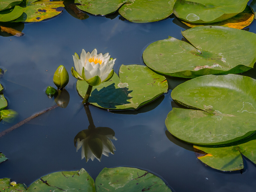 Waterlily by cdcook48