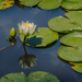 Waterlily by cdcook48